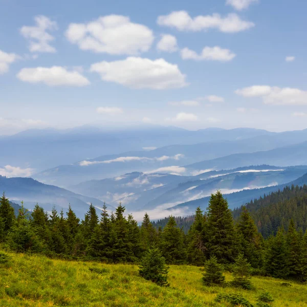 高山山谷 蓝雾密布的松树林 — 图库照片