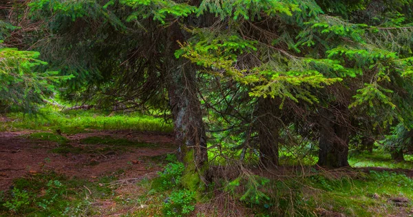 Closeup Fir Tree Forest Glade — Stock Photo, Image
