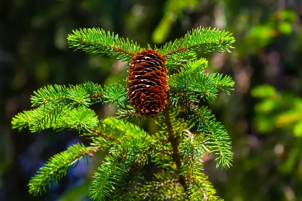 Close Dennenboom Met Kegel Het Bos Prachtige Natuurlijke Achtergrond — Stockfoto