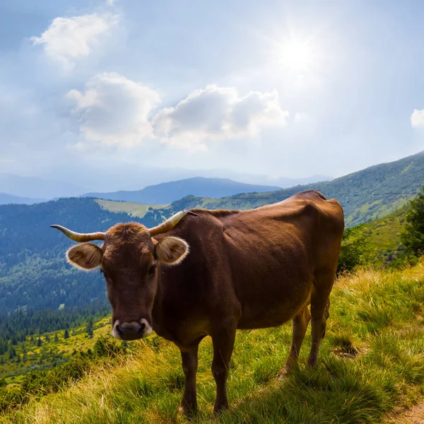 Brown Cow Graze Mountain Pasture Sunny Day — Stock Photo, Image