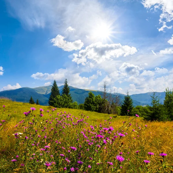 Зеленая Горная Долина Дикими Цветами Жаркий Летний Солнечный День — стоковое фото