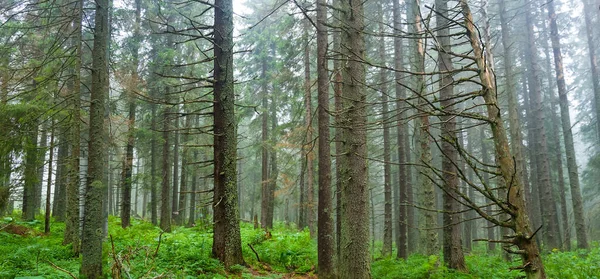 雨下在蓝雾中的冷杉森林 — 图库照片