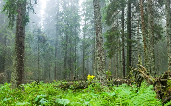 青い霧の中で雨が降った後の湿性モミの木の森 — ストック写真