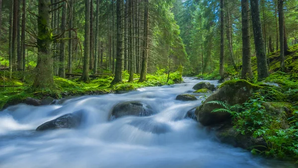 Blauer Fluss Rauscht Durch Tannenwald — Stockfoto