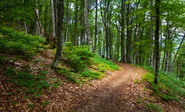 Route Sol Sur Versant Verdoyant Montagne Avec Forêt — Photo