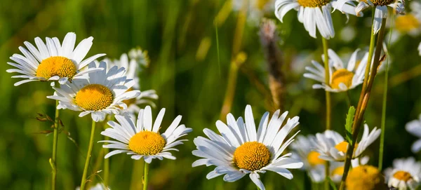 Detailní Bílá Heřmánku Květiny Zelené Trávě — Stock fotografie