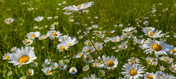 Closeup White Camomile Flowers Green Grass — Stock Photo, Image