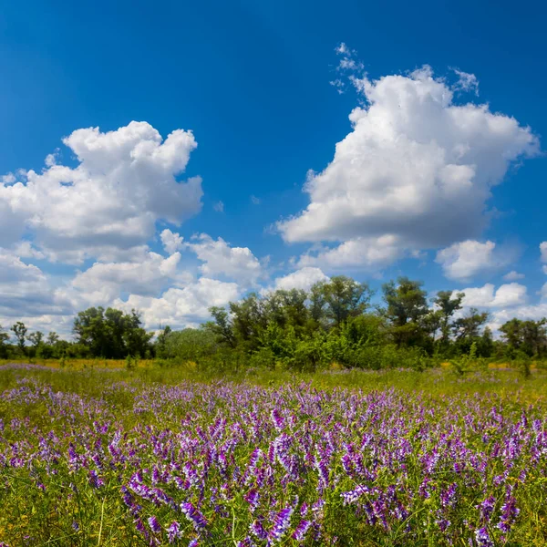 夏日的森林在蓝云的天空下开满了花 — 图库照片