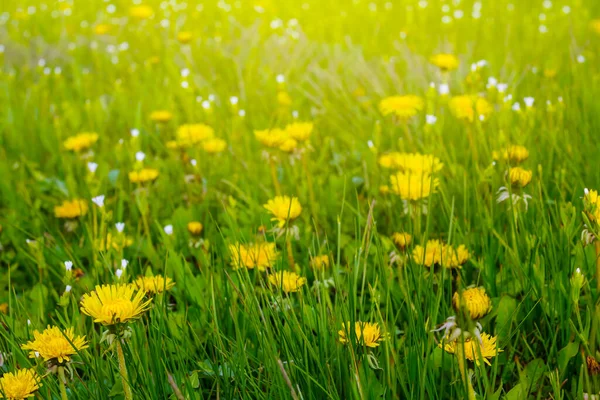 Closeup Dandelion Flowers Green Grass — Stock Photo, Image