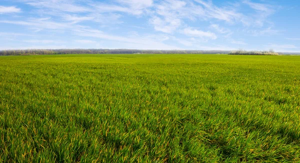 Zöld Vidéki Mező Alatt Kék Felhős Tavaszi Mezőgazdasági Jelenet — Stock Fotó