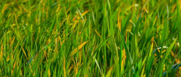 Closeup Green Grass Natural Backgrounsd — Stock Photo, Image