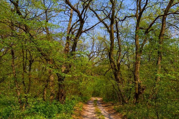 Estrada Terra Entre Floresta Verão Verde — Fotografia de Stock