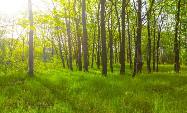 Летняя Зеленая Лесная Поляна Лучах Солнца — стоковое фото