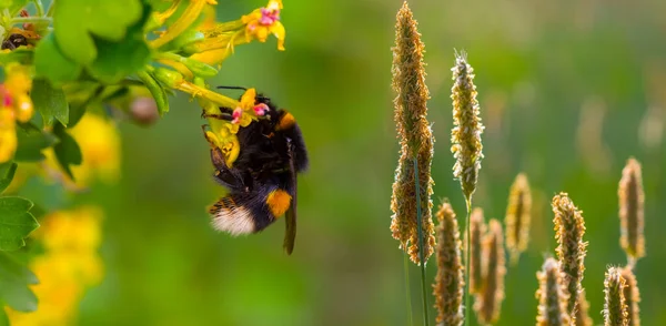 Closeup Bumblebee Sit Wild Prairie Flowers — Stock Photo, Image