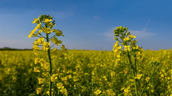 Крупный План Желтые Цветы Рапса Голубым Небом Сельскохозяйственный Фон — стоковое фото