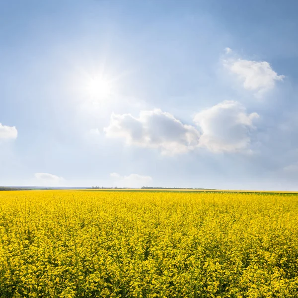 Žluté Pole Řepky Pod Jiskřícím Sluncem Zemědělské Zázemí — Stock fotografie
