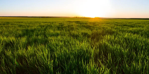 Weites Grünes Feld Bei Sonnenuntergang Abends Landwirtschaftliche Szene — Stockfoto