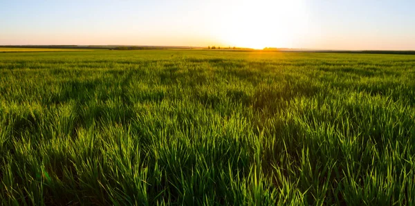 Ampio Campo Agricolo Verde Tramonto Scena Agricola Serale — Foto Stock