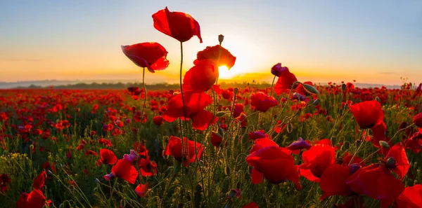 Zbliżenie Czerwony Mak Kwiaty Świetle Wczesnego Ranka Słońce — Zdjęcie stockowe