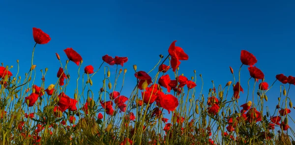 Крупный План Красные Цветы Мака Голубом Фоне Неба — стоковое фото
