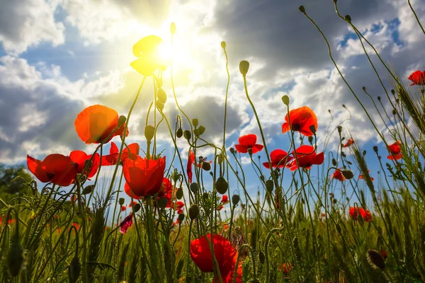 Closeup Red Poppy Flowers Light Sparkle Sun — Stock Photo, Image