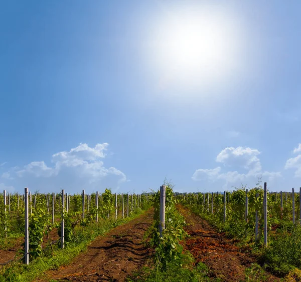 Weinberg Sonnigen Sommertag Landwirtschaftliche Weinbauszene — Stockfoto
