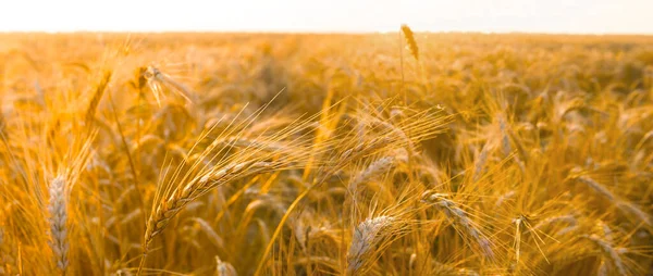 Літнє Пшеничне Поле Світлі Ранкового Сонця — стокове фото