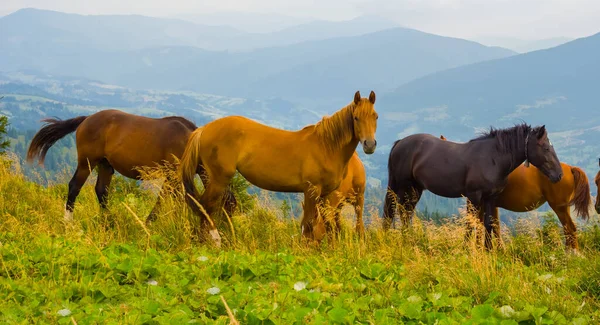 Brown Horse Herd Graze Mountain Pasture — Fotografia de Stock