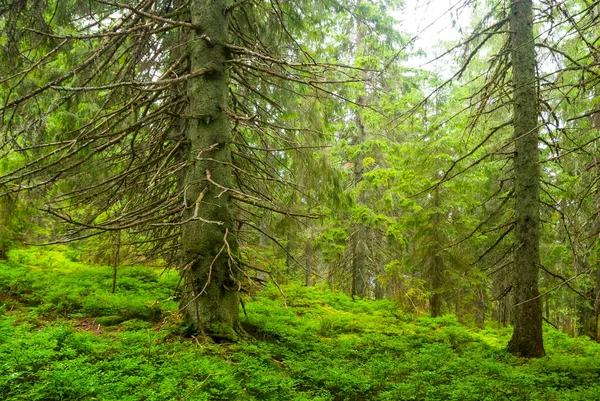 Dağ Yamacındaki Köknar Ağacı Ormanı — Stok fotoğraf