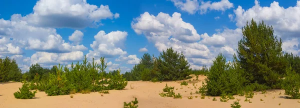 Dennenbos Groei Zand Onder Bewolkte Hemel Woestijn Landschap Scène — Stockfoto