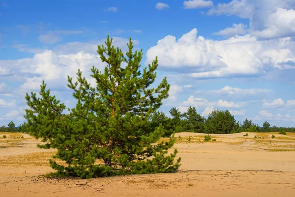 Сосновый Лес Растет Песке Облачным Небом Пейзаж Пустыни — стоковое фото