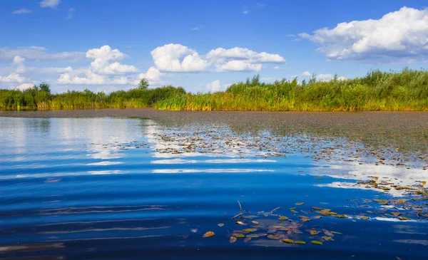 Piccolo Lago Sulla Radura Forestale Paesaggio Naturale Estivo — Foto Stock