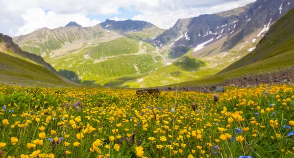 Yeşil Dağ Vadisi Yabani Çiçeklerle Kaplı — Stok fotoğraf