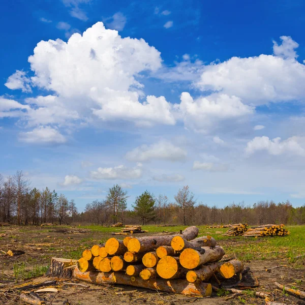 Heap Pine Tree Trunk Forest Glade Deforestation Scene — Stock Photo, Image