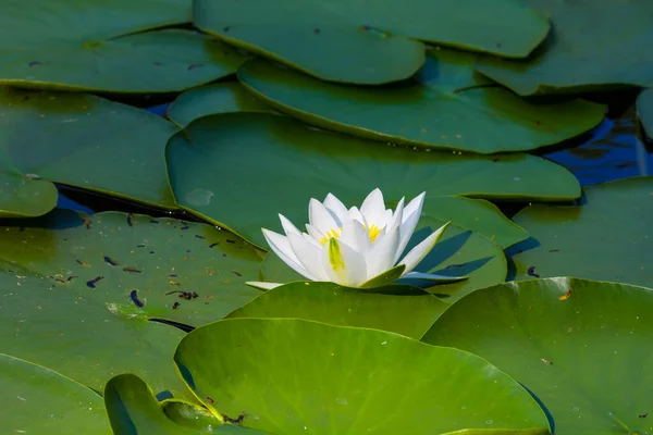 特写白色水百合在湖中飘扬 美丽的夏季水草背景 — 图库照片