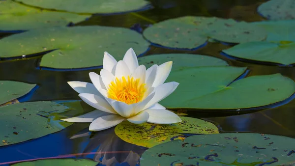 湖に浮かぶ白い睡蓮と美しい夏の睡蓮の背景 — ストック写真