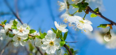 İlkbahar kırsal bahçe sahnesinde, çiçek açan elma ağacı dalını kapatın.