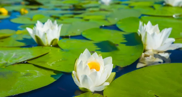 Zbliżenie Białe Lilie Wodne Pływające Jeziorze Piękne Lato Naturalne Tło — Zdjęcie stockowe