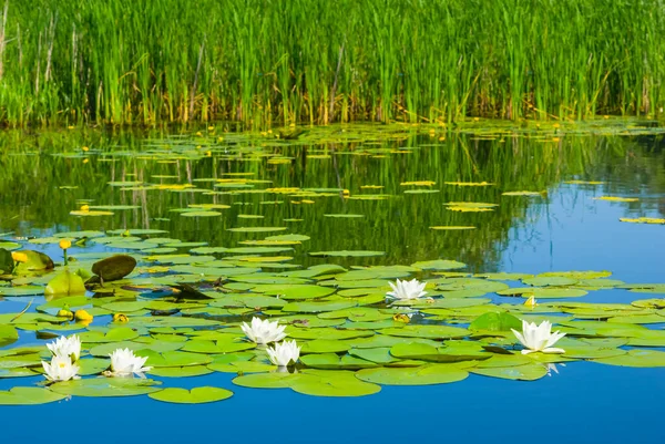 Weiße Seerosen Auf Dem See Schwimmend Schöner Sommer Natürlicher Hintergrund — Stockfoto