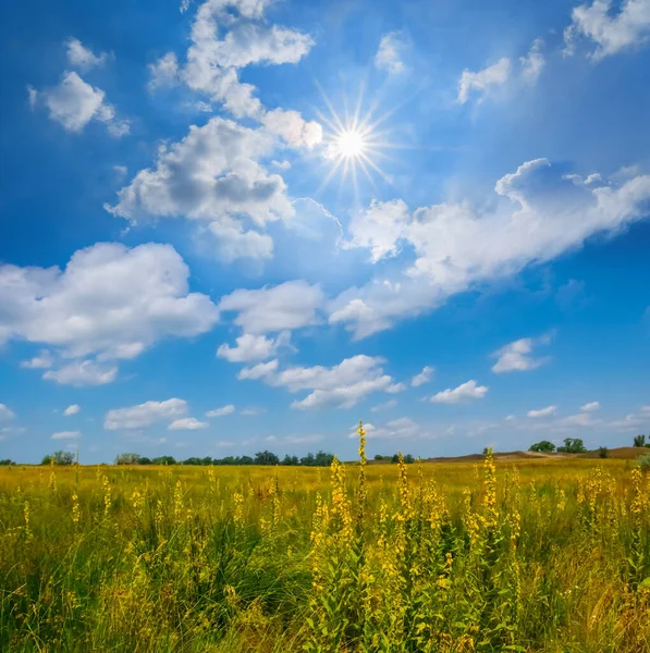 Summer Prairie Flowers Sparkle Sun — Stock Photo, Image