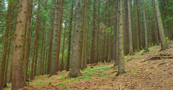 マウントスロープでモミの木の森が育つ — ストック写真