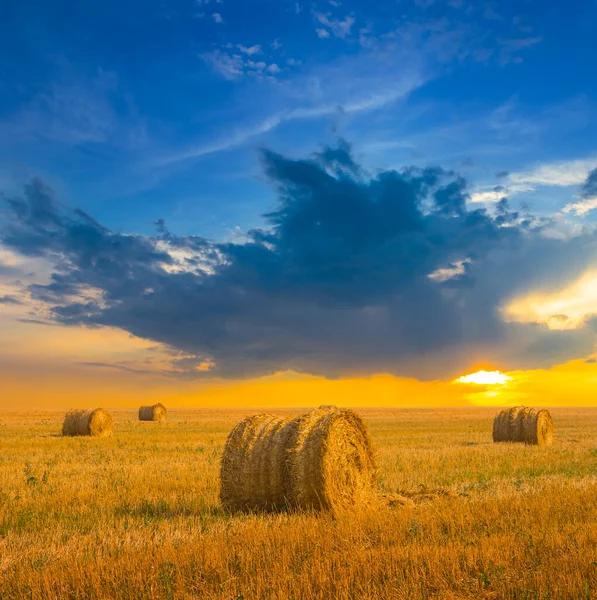 Summer Wheat Field Harvest Sunset Summer Agricultural Industry Scene — Stock Photo, Image