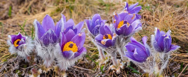 Sterta Dzikich Kwiatów Trawie Piękne Zewnętrzne Naturalne Tło — Zdjęcie stockowe