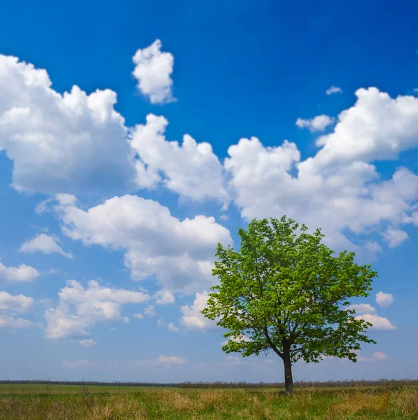 Sola Crescita Albero Verde Tra Praterie Sotto Cielo Nuvoloso Blu — Foto Stock