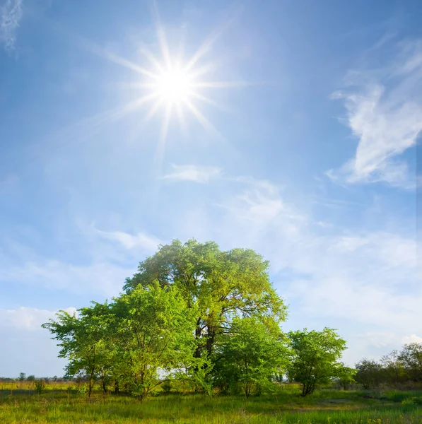 Malý Háj Mezi Prérií Létě Slunečný Den — Stock fotografie