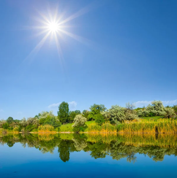 Small Calm River Forest Coast Sunny Day Summer Rural Contryside — Stock Photo, Image