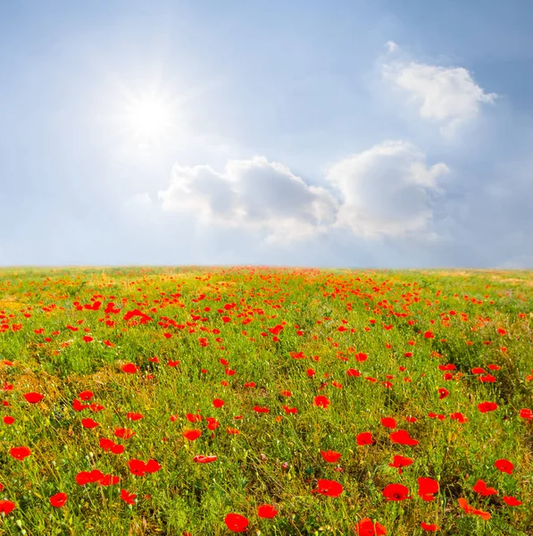 Red Poppy Field Summer Sunny Day — Stock Photo, Image