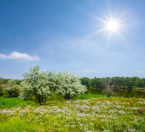 輝く太陽の下の緑豊かな田園農業の現場 — ストック写真