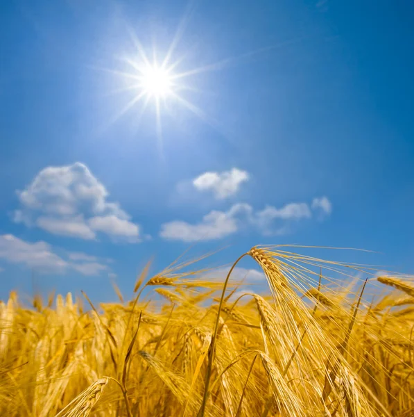 夏の晴れた日に黄金の麦畑を閉鎖し季節の農業シーン — ストック写真