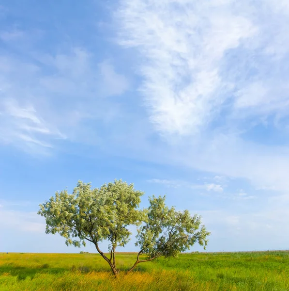 Одинокое Дерево Среди Зеленых Прерий Красивая Летняя Природа — стоковое фото